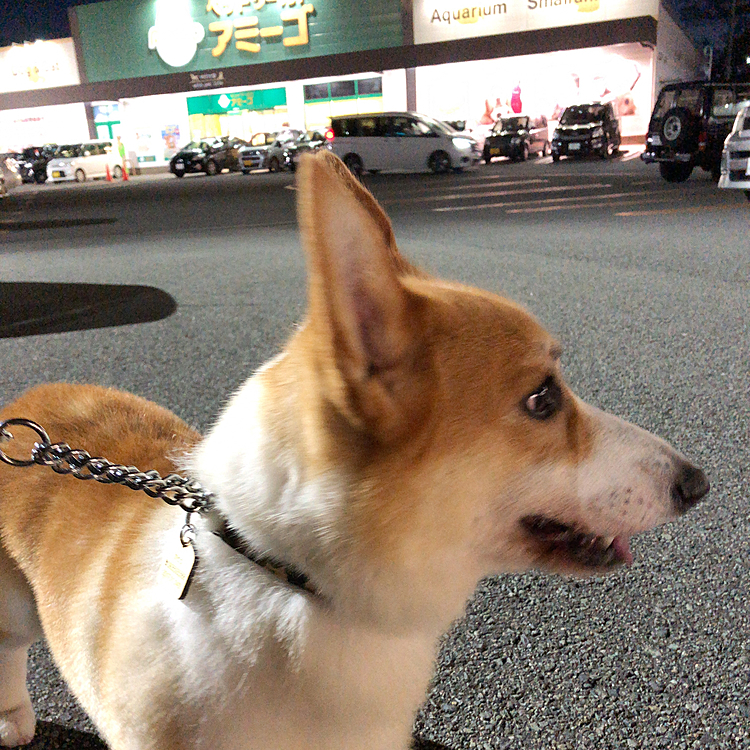 予約時間が遅かったので、終わった頃にはもう暗かったです💦
あー、コーギーだって言葉に反応🤣
さ、帰るよ？😃