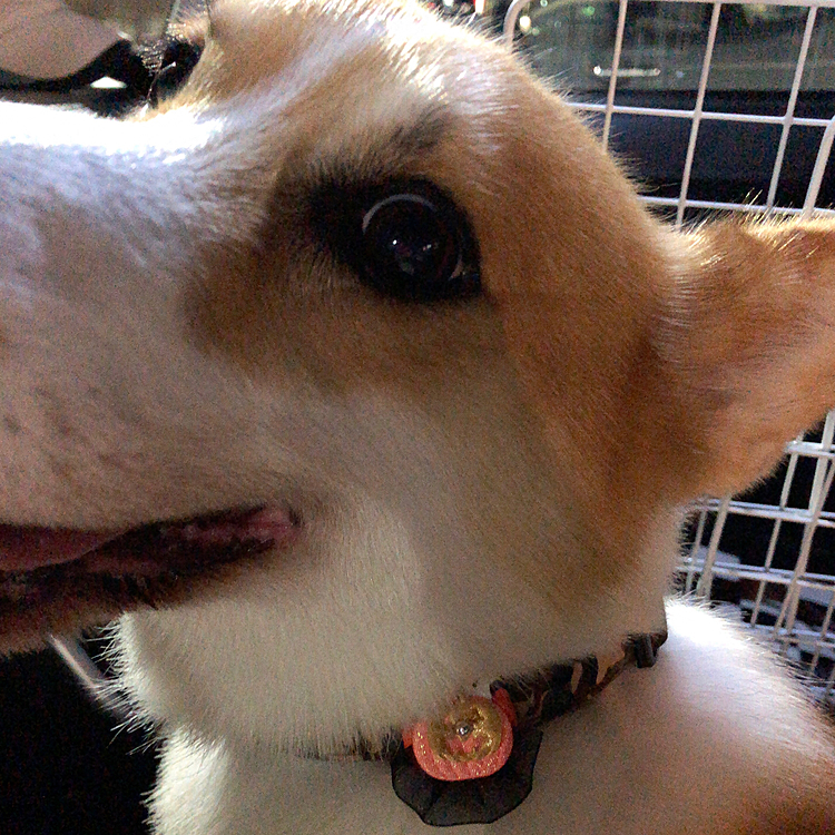 ボクたん、お利口してまちた😃