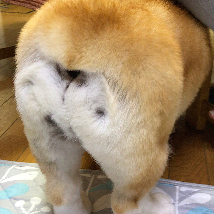 オチリもカット😃
何故かツムジは消えない🤣