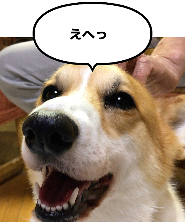 おー😃
キレイなってきたな！おとーさんに撫でられて
ドヤ顔の幸せ笑顔のまあるでした😃
だって今日は、おねえさんだったもんっ❤️笑