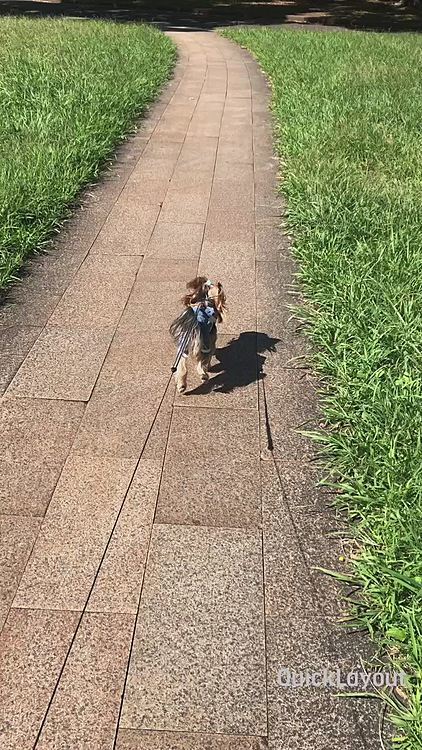 この前、お天気が良かったので大きい公園に行ってきました❣️

楽しそうに走ったりしてるレオが見れて嬉しかったです💕💕

急に寒くなったりしてきたので、体調崩さないように気をつけなきゃですね🍀