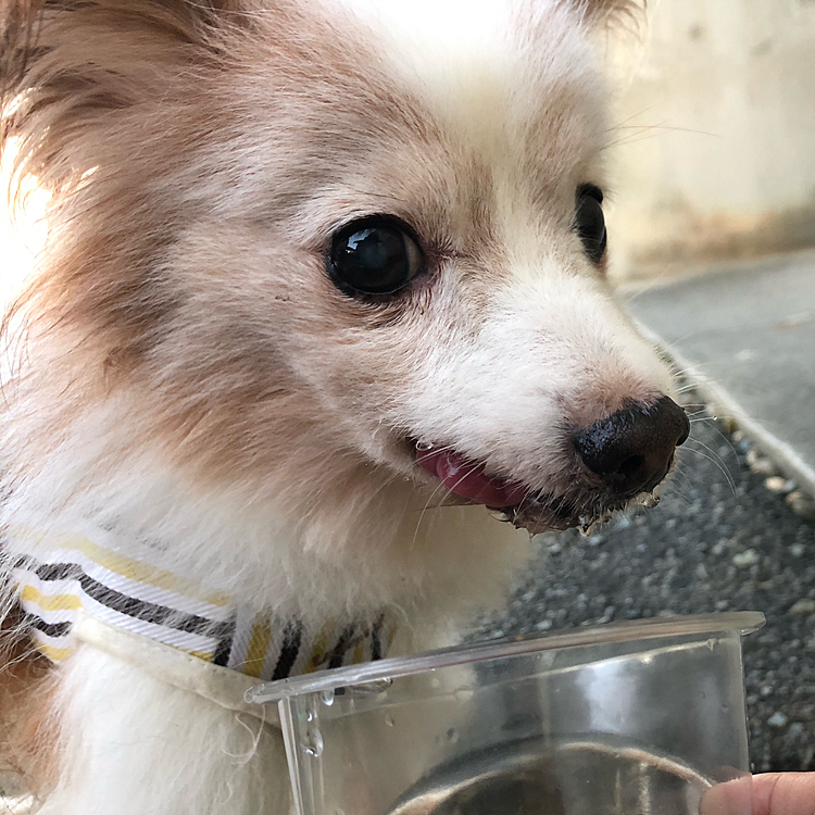 水分補給中！
カメラ目線で可愛いです(*´︶`*)口周りびしょびしょw