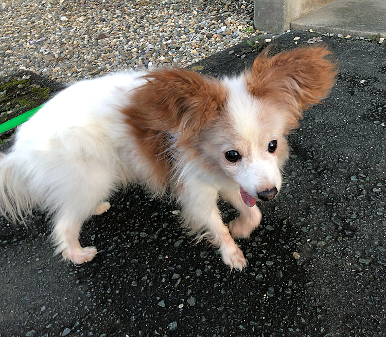 カットして伸びかけらしいです！
カットしたては子犬に間違えられたらしいですよwwおじぃちゃんだから小さいだけです！ꉂ(ˊᗜˋ*)