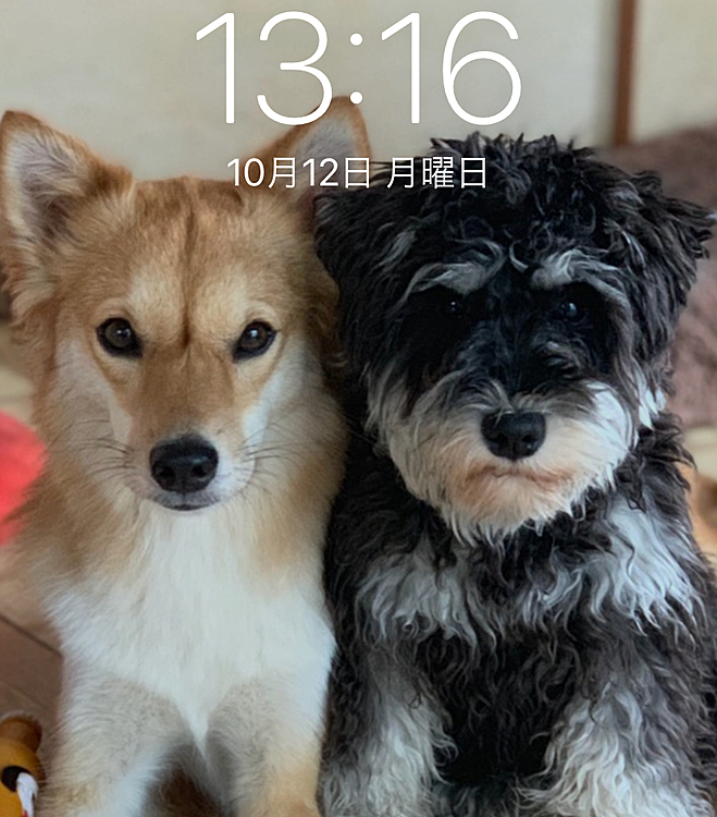 こんにちは🐶
ロック画面です💕
毎日毎日カワイイな〜😍って思ってしまう親バカで〜す😆
みなさんもそうですよね〜😉