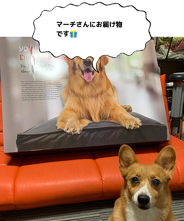 こんばんは⭐️
主人が在宅勤務の日はマーチも2階の主人のお部屋で過ごすのですが、マットが古くて煎餅布団のように薄くなっていたので、買い換えることになりました❣️
ヨギボーのワンコバージョン、ドギボーです😆Mサイズが欲しかったのですが、あいにくSOLDOUT💦大型犬用のドギボーMAXでもいいかな…ってことで購入し、本日宅急便のお姉さんが届けてくれて絶句😵😵😵
きょ、巨大💦🤣