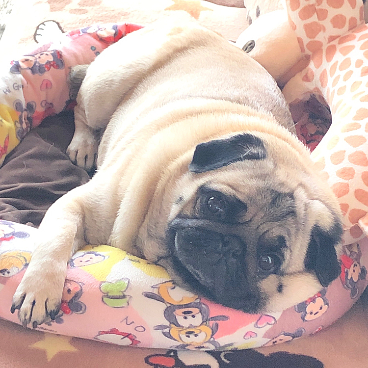 なんか気だるい‥🐶