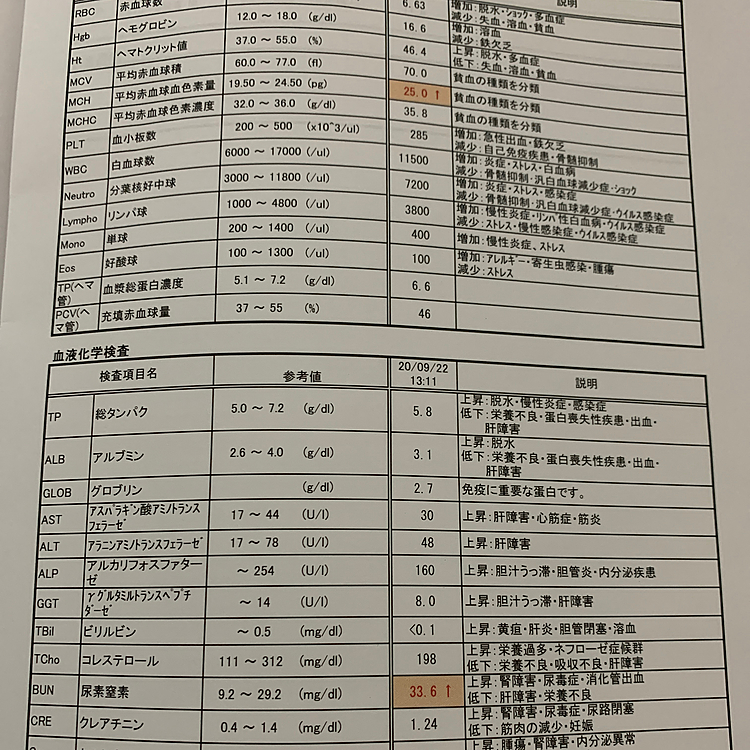 検査結果です💦ちょっとだけオーバーしている所もありですが、問題なしとの事です❗️マーライオンするハピさんの体質改善を頑張るのかなぁ…😅ハピさんの数値を見て実家の亡くなった🐶の振り切ってる数値を思い出しました。