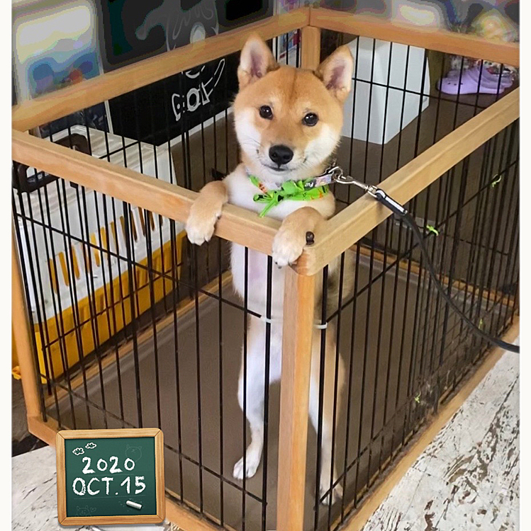 今日は月1のシャンプーでした🧴
