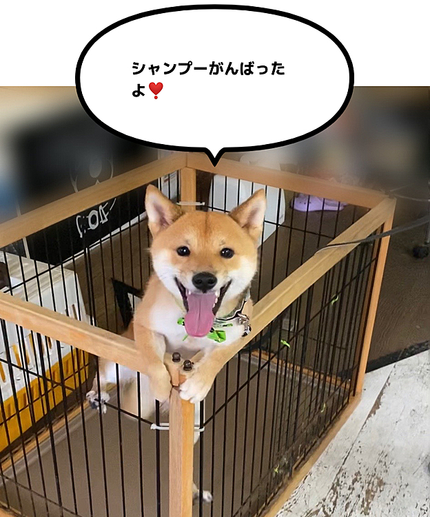 また飛び出しそうになってる😅
