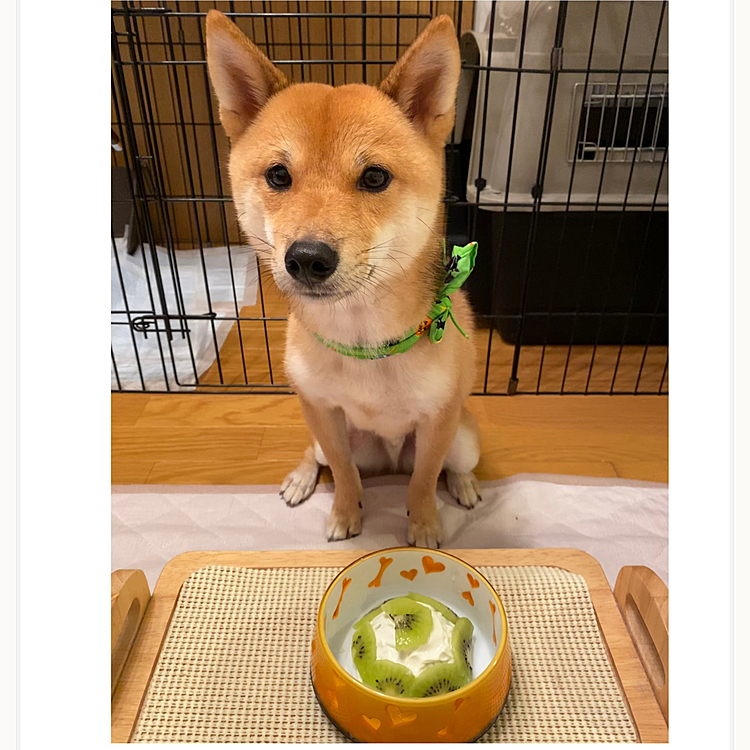嫌いなシャンプー🧴頑張ったし、先月のお誕生日にケーキ🎂あげてなかったので、お芋のケーキ作りました🍠🧁
（大きいから半分だけあげました😅）