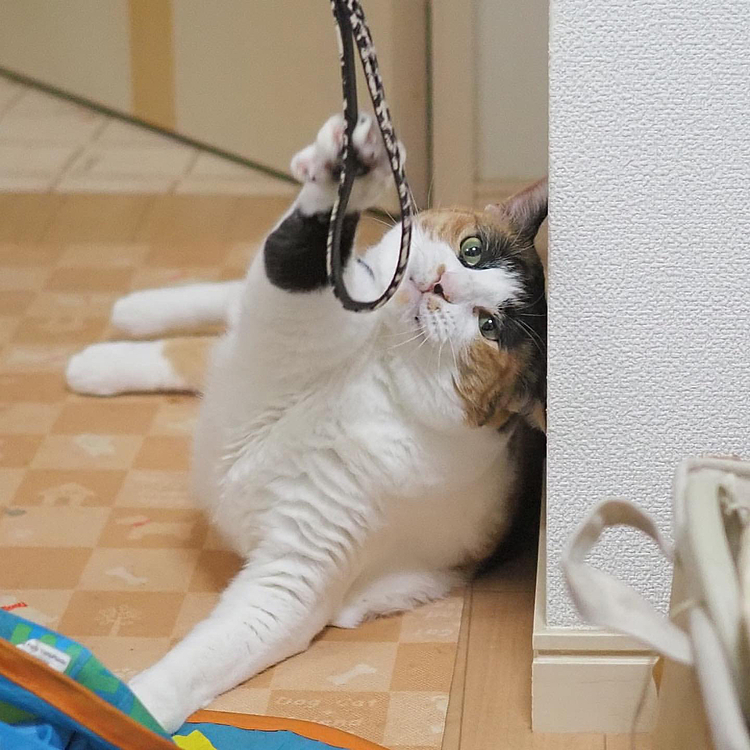 ナイスパンチ