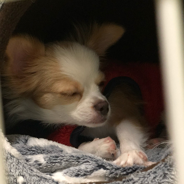 小春は相変わらず寝起きが悪い🐶
起きる気ないやろ❓🤣
小雪とお散歩へ行ってるあいだに、オッサン(兄)部屋でドデカい💩したらしい😂