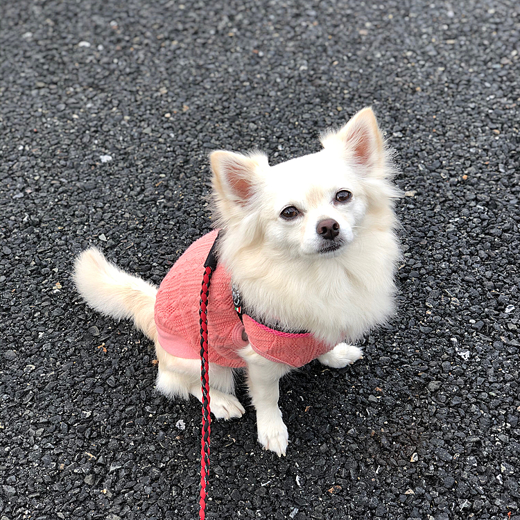 おはようございます🌥
朝寝坊して小雪と朝ん歩に行ってきました🎵🐶
地面が濡れてたから、出だしは超ノロノロ歩きやったね🤣