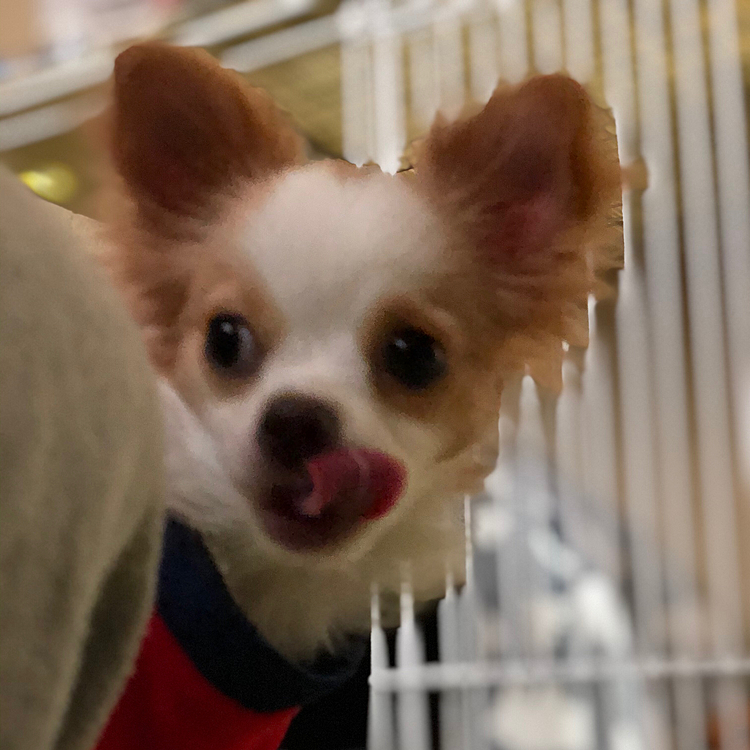 小春は朝ごはんモリモリ食べて完食🎵🐶
わりと好き嫌いなく食べるようで
昨夜もキャベツとキュウリを食べました👍😂