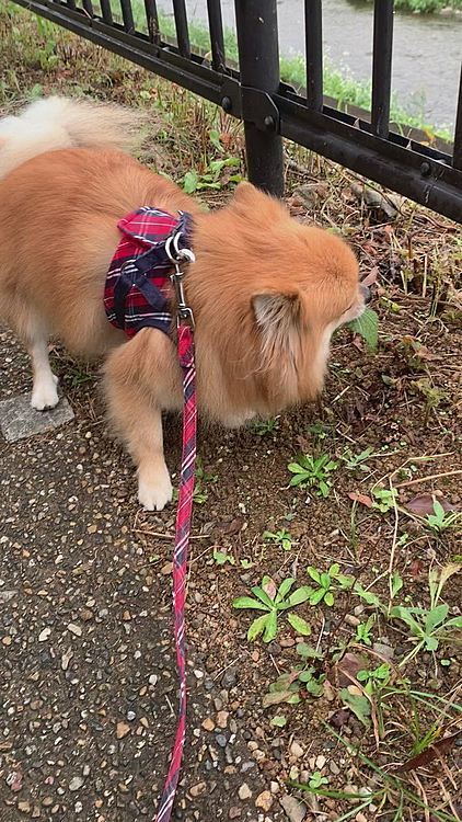 お散歩中のサラダバー。
この葉っぱを食べると数分後に💩と共に出てきます😳どんだけ早い作用なの。