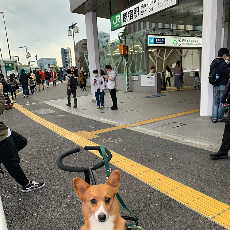そのあとはカートに乗って新しい原宿駅へ🚉
たくさんの人でした💦