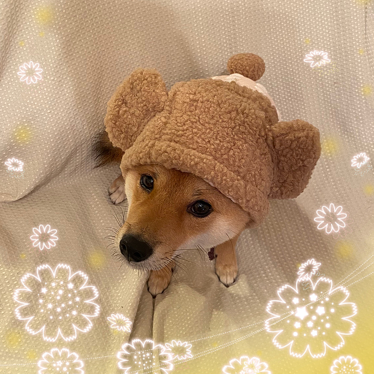 フードをかぶせたら固まってしまい、しまいにはワン❗️と吠えられました😅
（ねずみ🐭さんみたいです😆）

