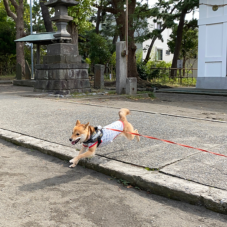 お散歩は神社⛩で軽く走ってからのロング散歩🐾
あまり行かない道なので途中怖がったりして、苦手な道だったようです💦
