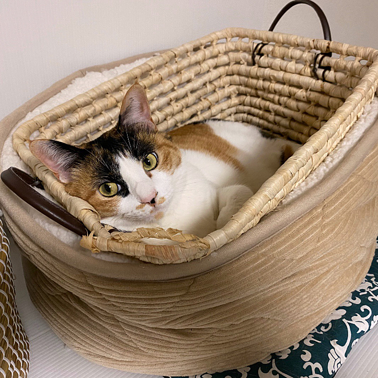 居心地最高にゃ
