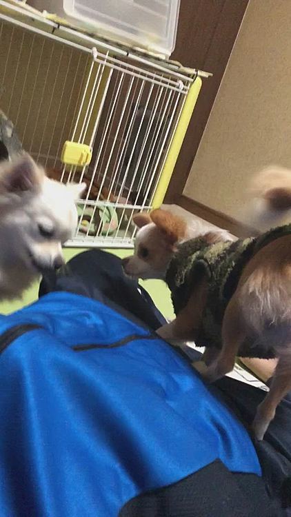 小春、まさかのLong💩
朝からびっくりしたわぁ😂
小雪がポケットを確認してると、小春が何やら楽しそう🎵って寄ってきた🐶
そんな時だけ2人で協力するのはやめてくださ〜い🤣