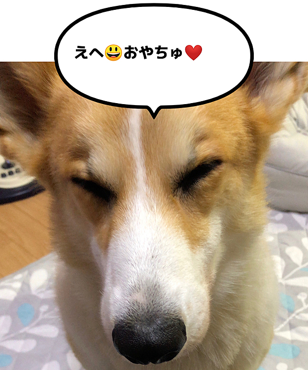 ここ何日かお散歩行けず💦
可哀想だから、オヤツあげますよぉ😃
オヤツもらって満足のこの顔🤣笑笑
