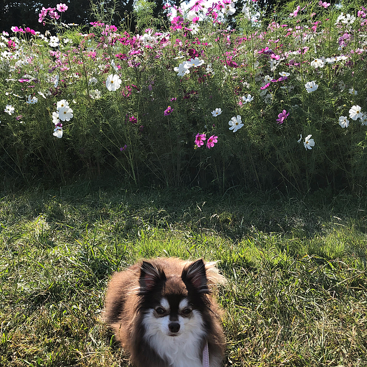 スゥちゃんとお花🌸シリーズ^ - ^

いつもお散歩に行く公園は、コスモスが満開です
^ - ^

外国の方と日本の方がピクニックされていて、スゥちゃんが側を通ろうとしたら、
「可愛い💕」
「ラブリー💕」
って声をかけてもらい、暫く遊んでもらいました^ - ^

スゥちゃんの可愛さは、国際的^ - ^
(親バカ😅)
