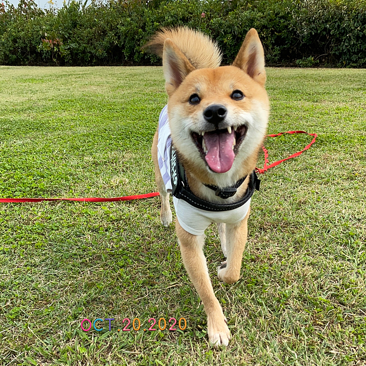 火曜日、大きな公園に行きました♪😊
大好きな公園で櫂さん大喜びです💕