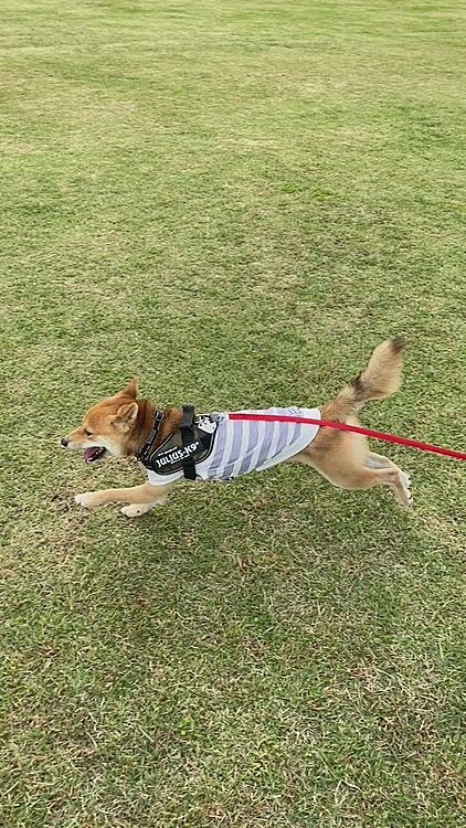 こっちに向かってくる〜💕と思ったら目の前を横切って走り去りました😆