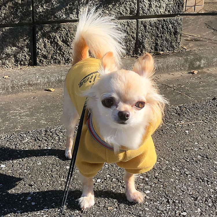 こんにちは☀️
朝散歩、寒かったです😢でもお天気で楽しかったのかお家🏠に入ろうとしませんでした😅
