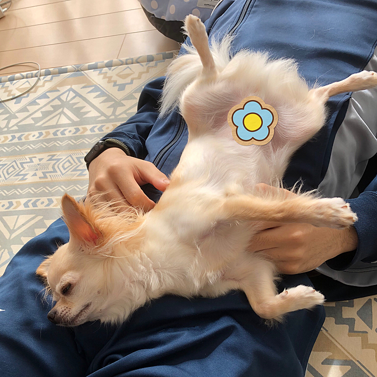 朝散歩の後、ご飯🍚を少し食べて息子のお腹の上で二度寝をしてました🐶💤リラックスしすぎです🤣🤣