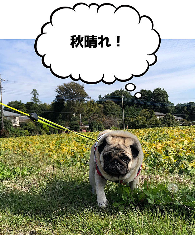 秋晴れの下、元気にお散歩行って来ました🐶