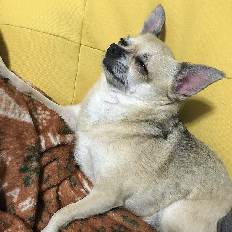 こんばんは🌙
今朝は、最低気温が一桁の気温でしたが
日中は暖かい1日でした😊
午前中で仕事が終わったので河川敷でお散歩しました🐶　シュナちゃんのお友達と上手くご挨拶出来なかったね😌お互い上手く距離を取ってたんだよね😓
少し、いぬ見知りになってきたのかな😆
でも人は相変わらず大好きなpocoです😃
今は、リラックスして寝ています😌