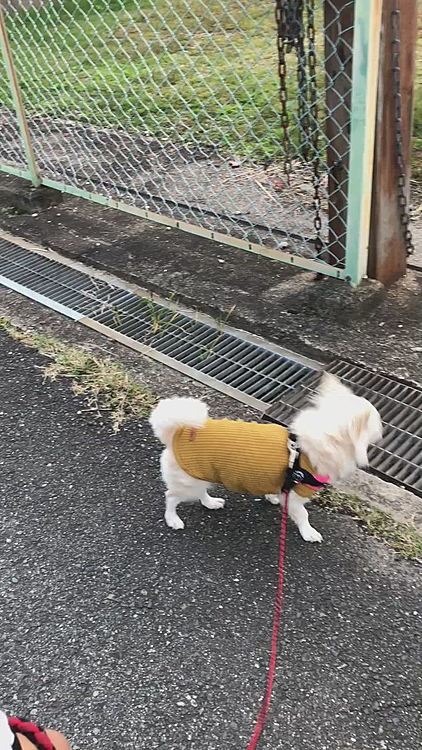 寒くないからルンルンで歩いてきたね✨
やっぱり6:00出発だと明るいからいいね👍
今日は雨予報やから夕方のお散歩は無理そうやけど、朝ん歩に行けてよかったね😊