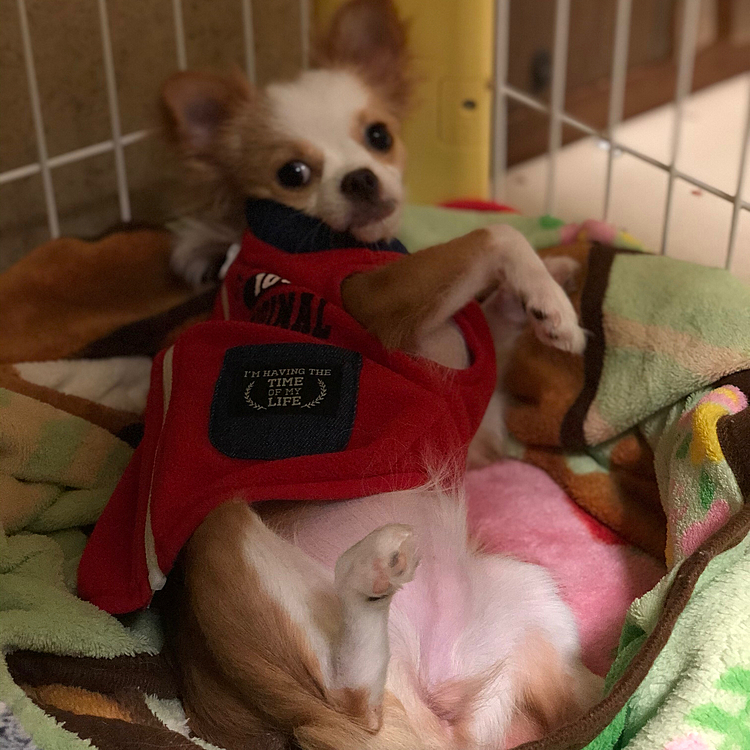 小春、おはようしないの❓🐶
また脚パッカーンして〜🤣
夜もしっかり寝てくれるし、チッチ＆💩は朝までしないようになったので、私もゆっくり寝れて助かるわぁ☺️