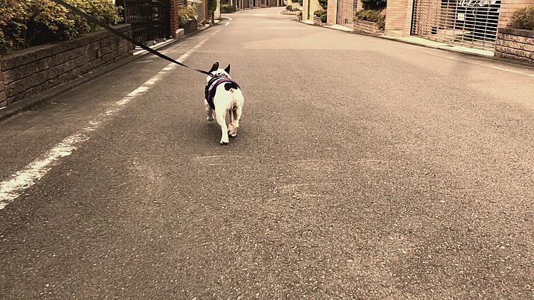 その後はいつものお散歩コースに戻りました。途中でたまに会うまろと同い年のシュナウザーくんに会いましたが、ご挨拶したいシュナウザーくんに対して終始私の後ろに隠れてるまろに、最後はなんだお前⁉️ とワンされちゃいました😆