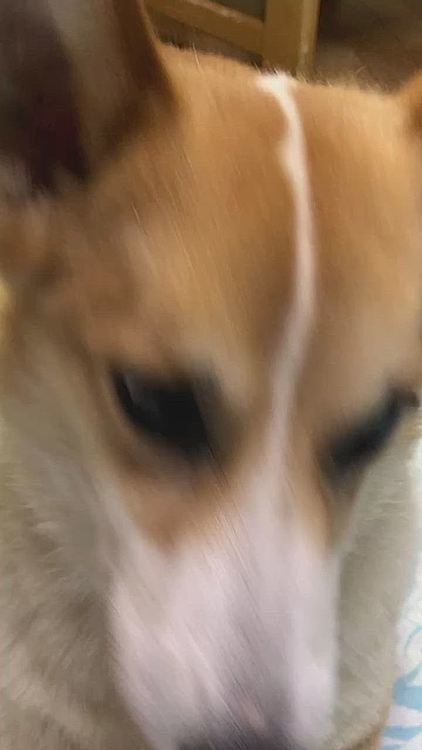 暇そうだったので、おかーたんは、ボクたんを遊んであげました🤣
ボクたん、すぐ遊ばれるので面白い🤣笑笑