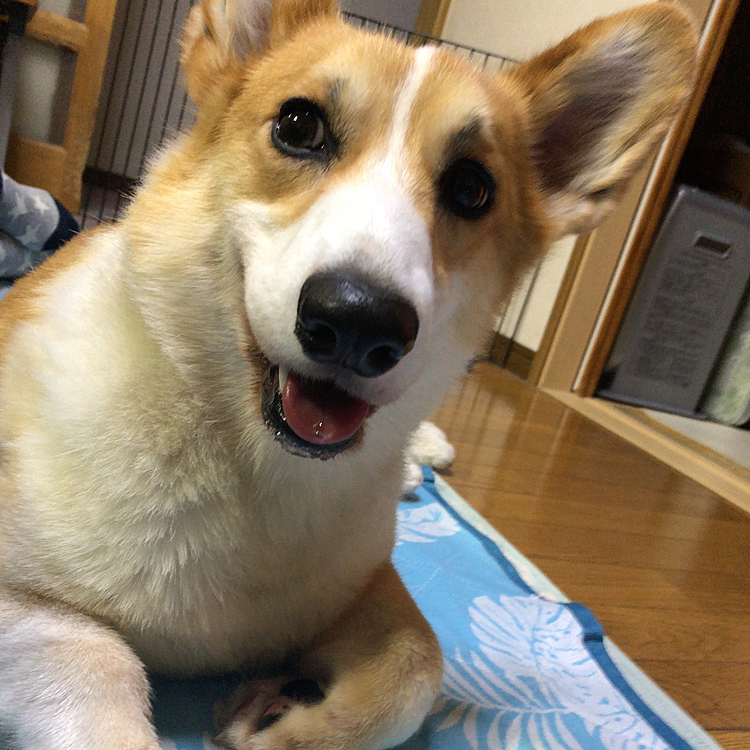 うん!楽しかった😍
満足げな顔🤣
お留守番で1人でいるより、やっぱりおかーたん居ると嬉しい❤️
そう思ってくれてると、信じてるおかーたんでした😃
