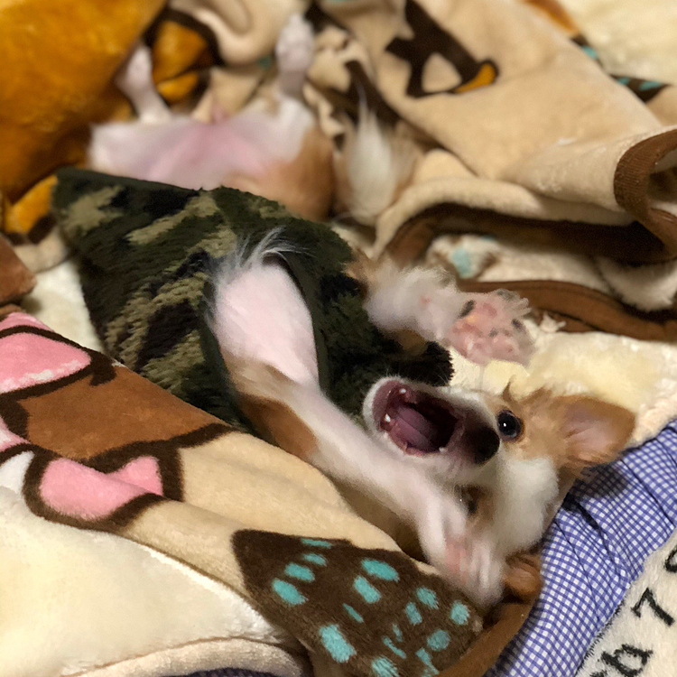 小春は…ムンクの叫び😱
ケージから出て、小雪のベッドへ直行🐶
起きたくないのね💦
