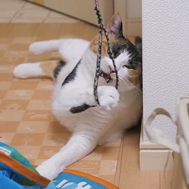 気合いにゃ