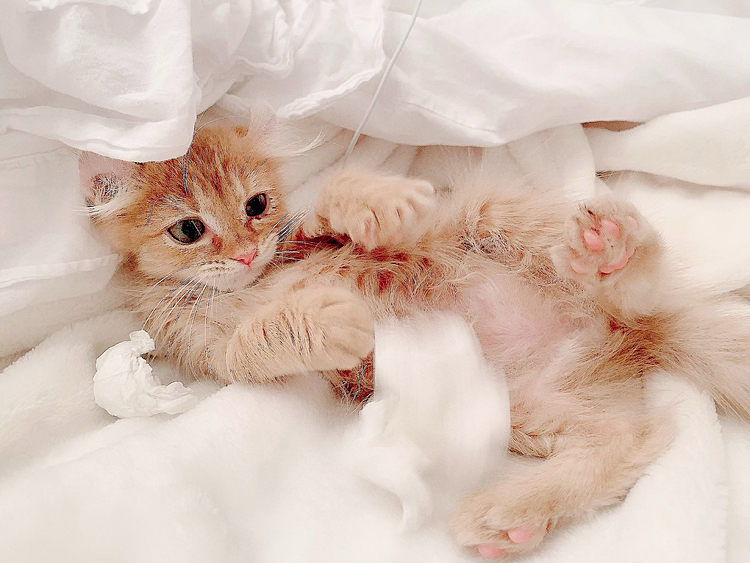 どんなおもちゃ🐝よりティッシュが最高みたい…猫ちゃんまだまだ未知すぎる🐈
