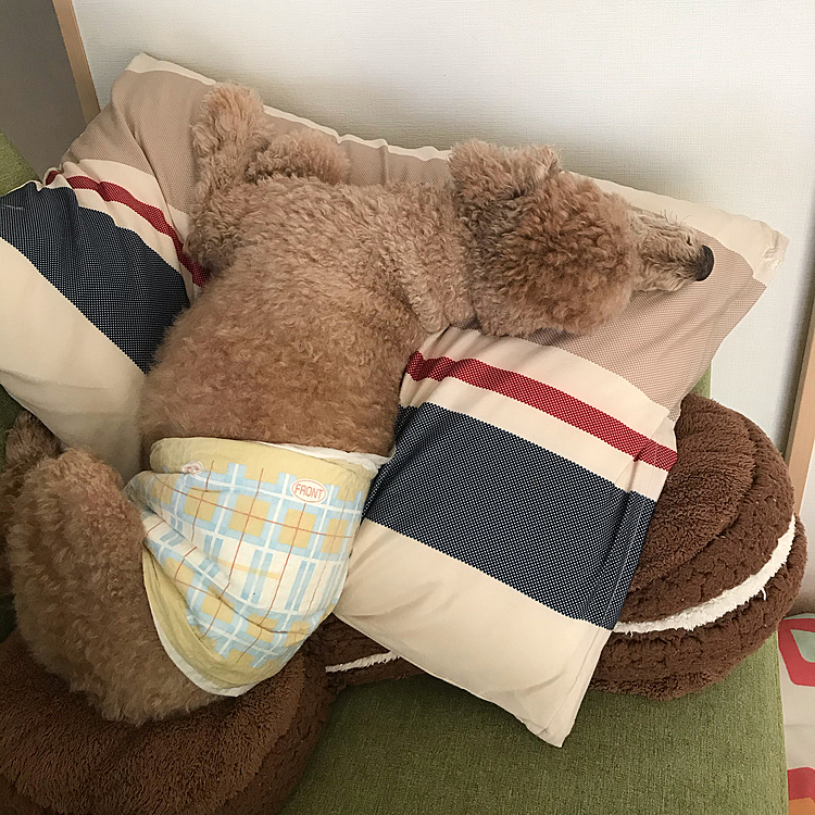 お久しぶりです。なんやかんや忙しい毎日ですが、リフレッシュ休暇で、一週間京都に参上してます。そして、毎日スパーに行って家政婦をしてます(笑)
アラシすごい寝方してるけど、辛くないのかね？