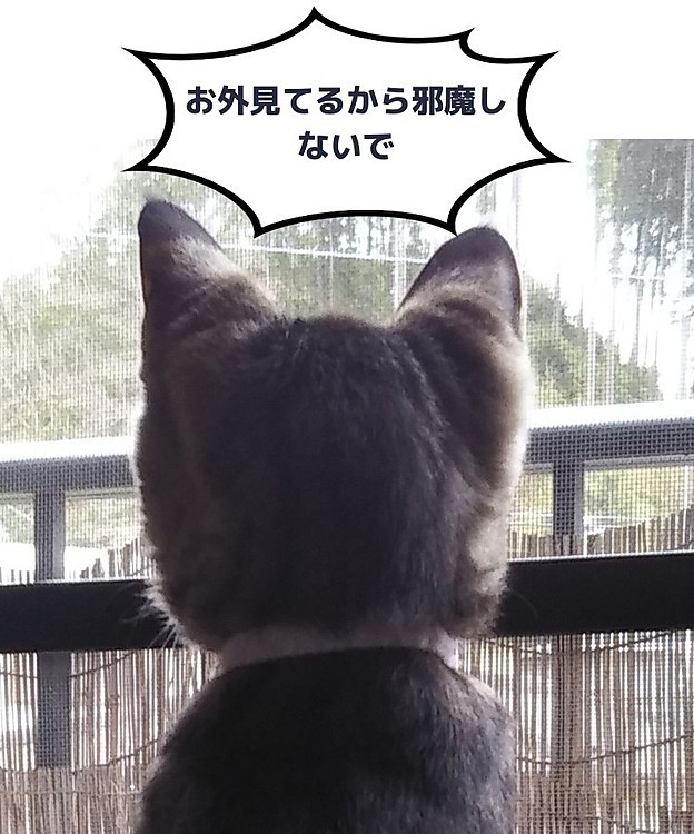 かえでの投稿