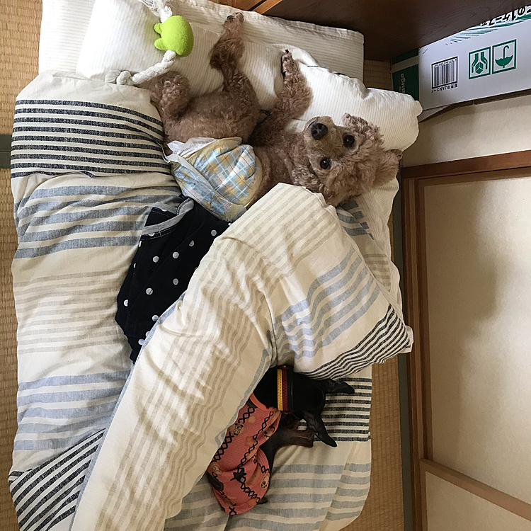 最近のこのお二人さんは、ソーシャルディスタンスを保ちながら過ごしております😊
アラシはこなすちゃんに、昔ほどチョイとしてちょっかいを出すことがなくなりました(^^)
微妙な距離で過ごしております😊
そして、アラシも、私も元気に過ごしております♪