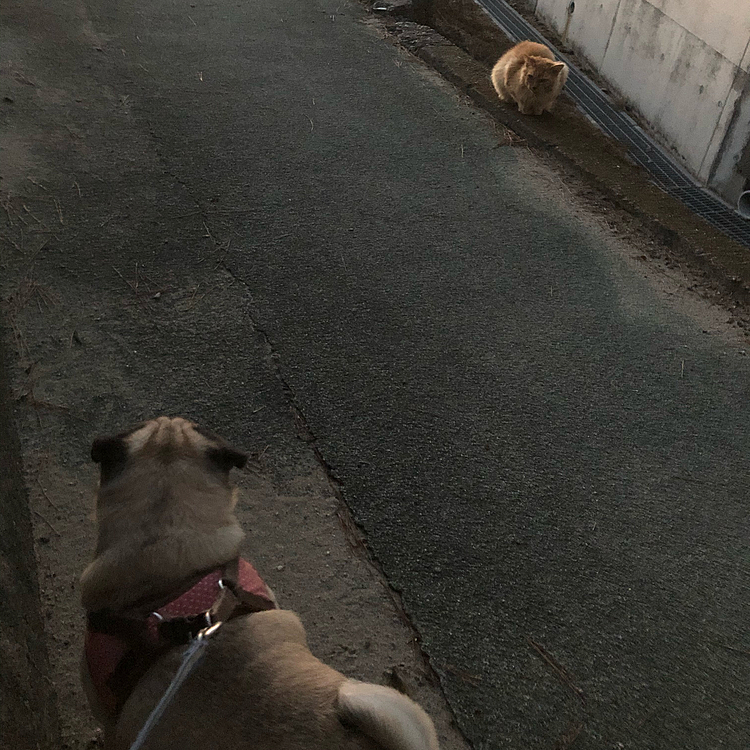 2020/10/23
お久しぶりの投稿です☺︎
散歩途中でネコちゃんとすれ違いました🐈
おとちゃんは我関せず。
ネコちゃんも怖がりもせず。
このまますれ違いました🐈