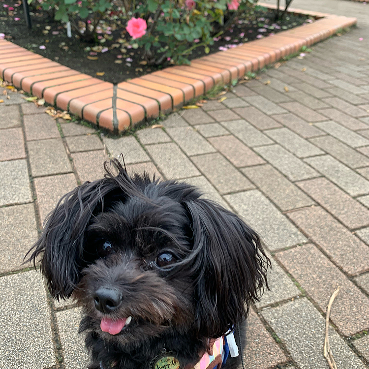 ハピさんと薔薇🌹10月になってお散歩コースの薔薇が咲いてました♪綺麗ですが、一緒に撮影は難しい…。スマホ出して一歩下がったらハピさんが後ろに😱キャンってごめんね🙏確認して足は無事でした💦