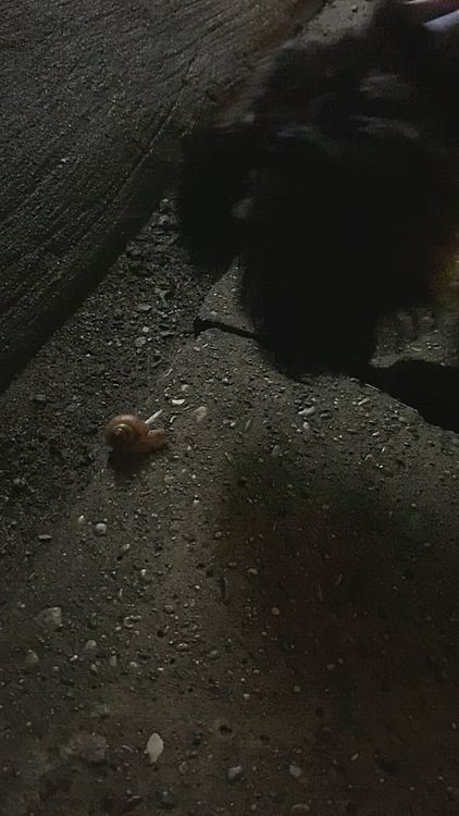 夜散歩…。新しい気になる生き物カタツムリ🐌初めましてしました。私も久しぶりにみました〜☺️その後雨で濡れた地面で心が折れたらしいです💦歩かない…雨じゃないのにびしょ濡れの足がイヤだったみたい😅