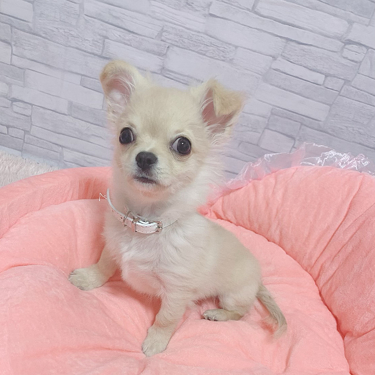 モデル風ひめなちゃん🐶❤