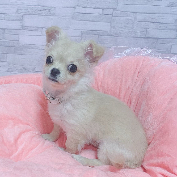 モデル風ひめなちゃん🍓🖤