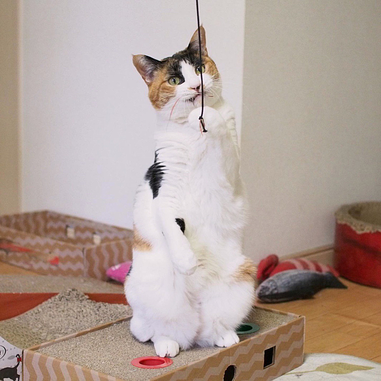 仕事人ルビー