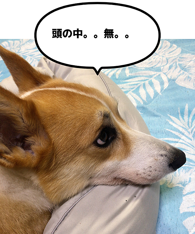 全身の力抜けてるでしょ？🤣
次は何の悪戯しよーかなー🌀って考えてる？💦🌀